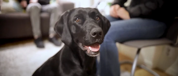 Hunden Chili är en av stadens två vårdhundar