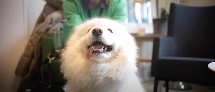 Hunden Lo är vår andra vårdhund