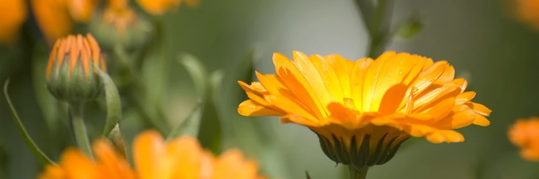 Ringblomma