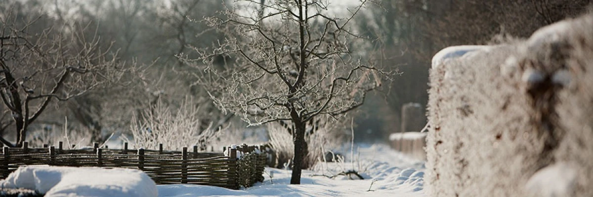 Vinterträd