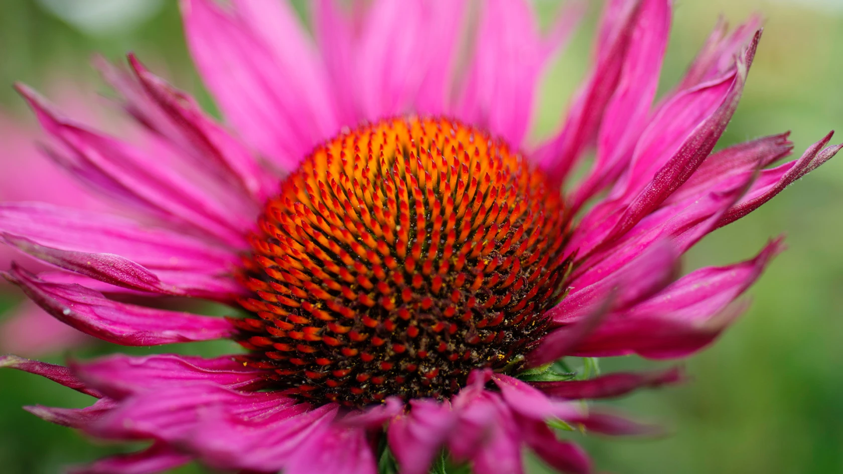 Blomma, rudbeckia