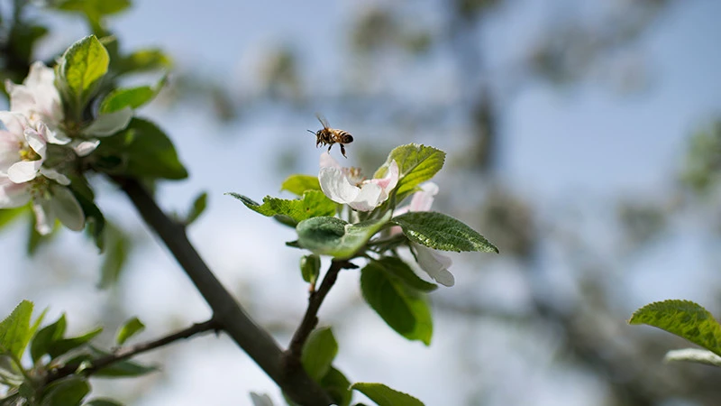 Ett bi på en blomma