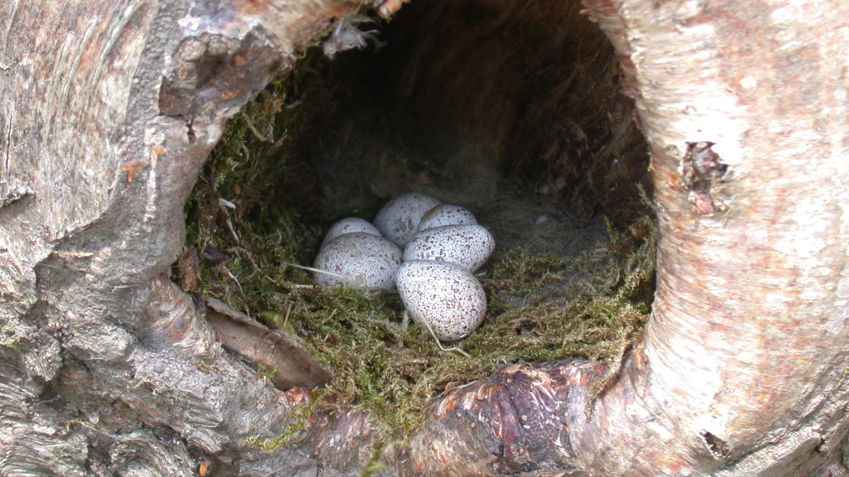 Ägg i fågelbo