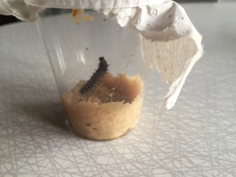 Fjärilslarv i plastmugg