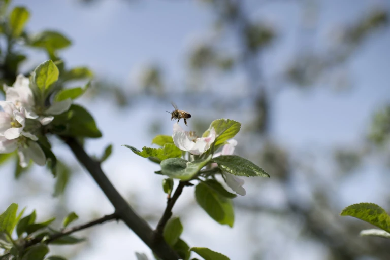Blomma