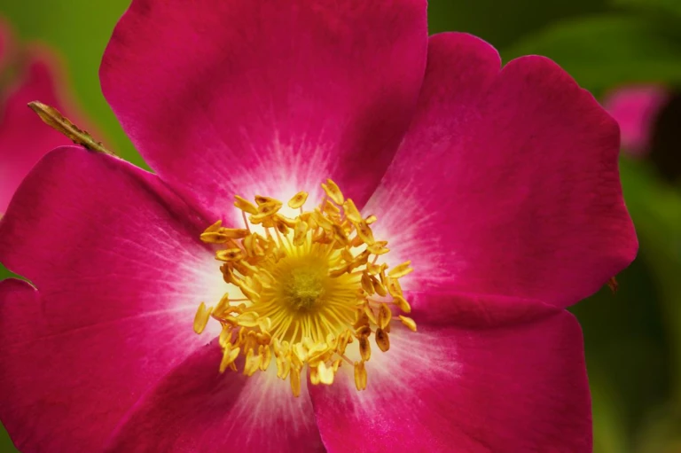 blomma