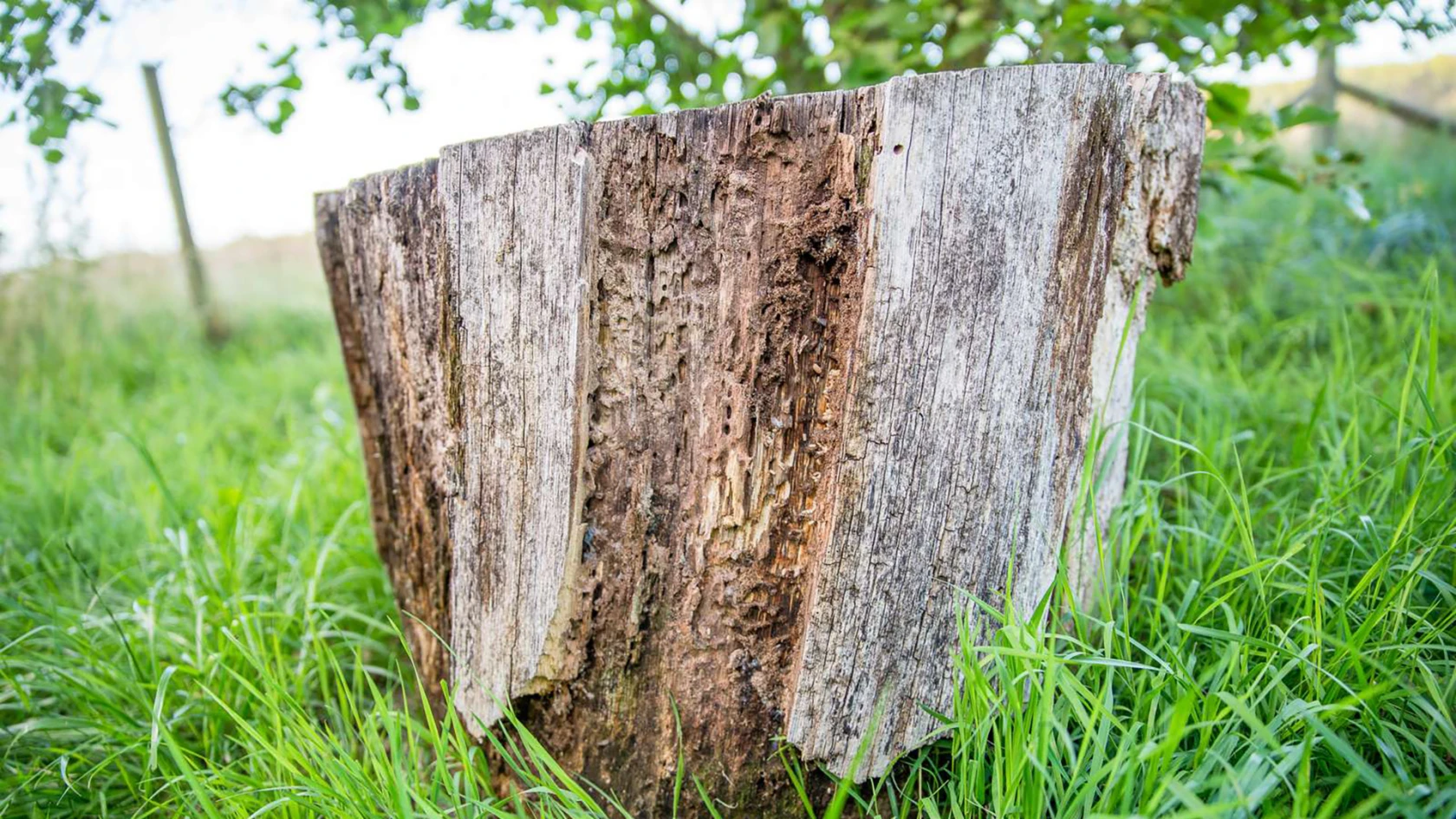 Stubbe