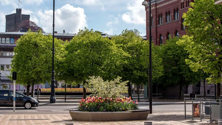 Träd vid Rådhustorget