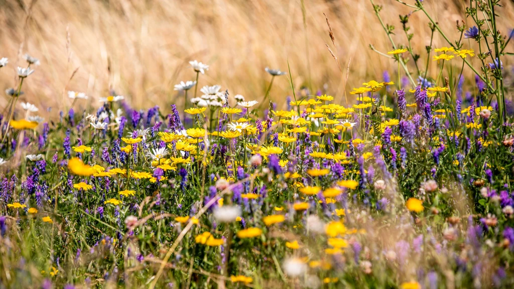Blommande äng, klimatskolan om biologisk mångfald