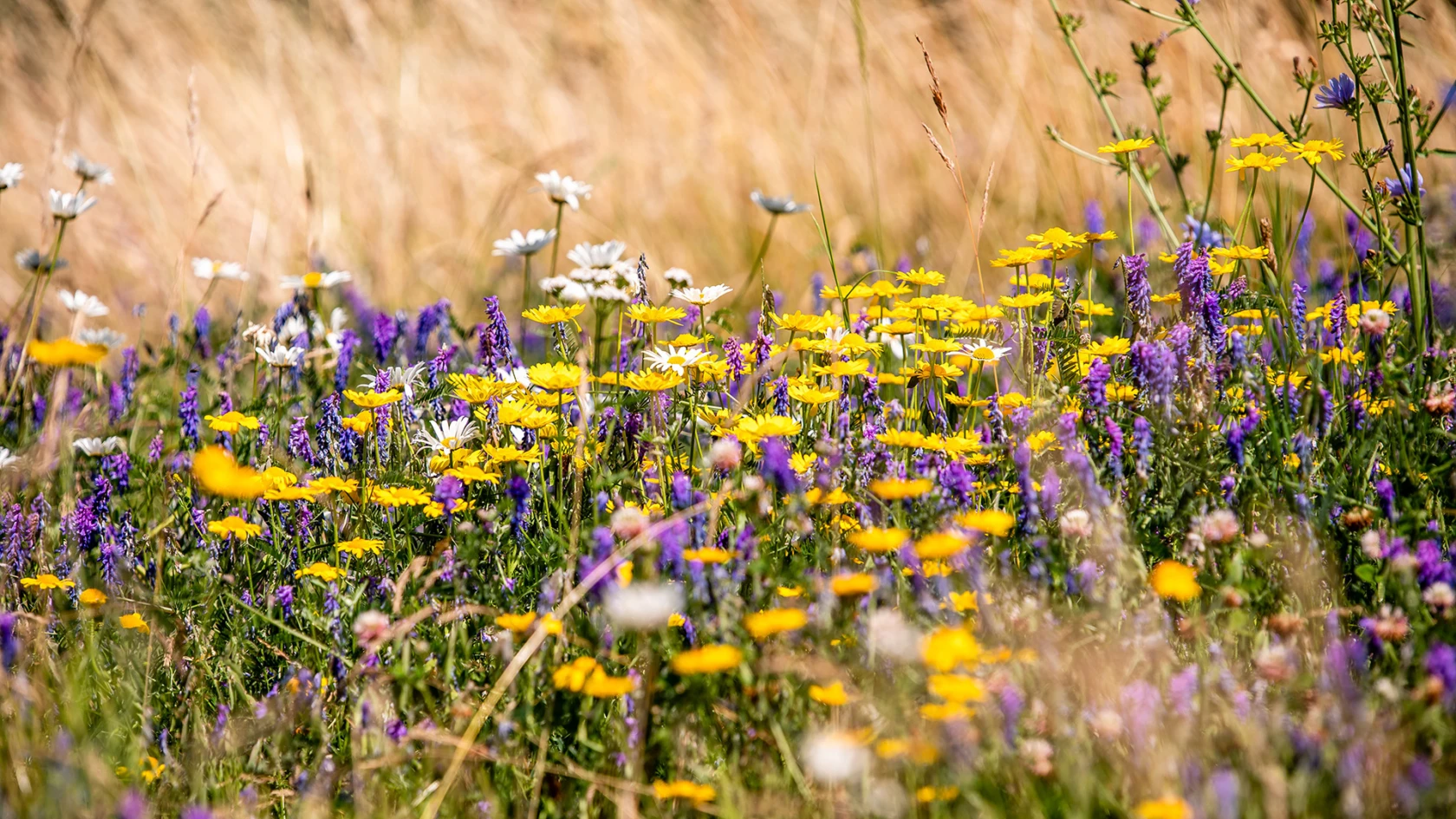Blommande äng, klimatskolan om biologisk mångfald