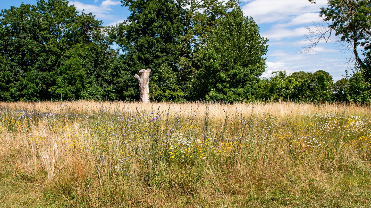 Äng och högstubbe, klimatskolan om biologisk mångfald