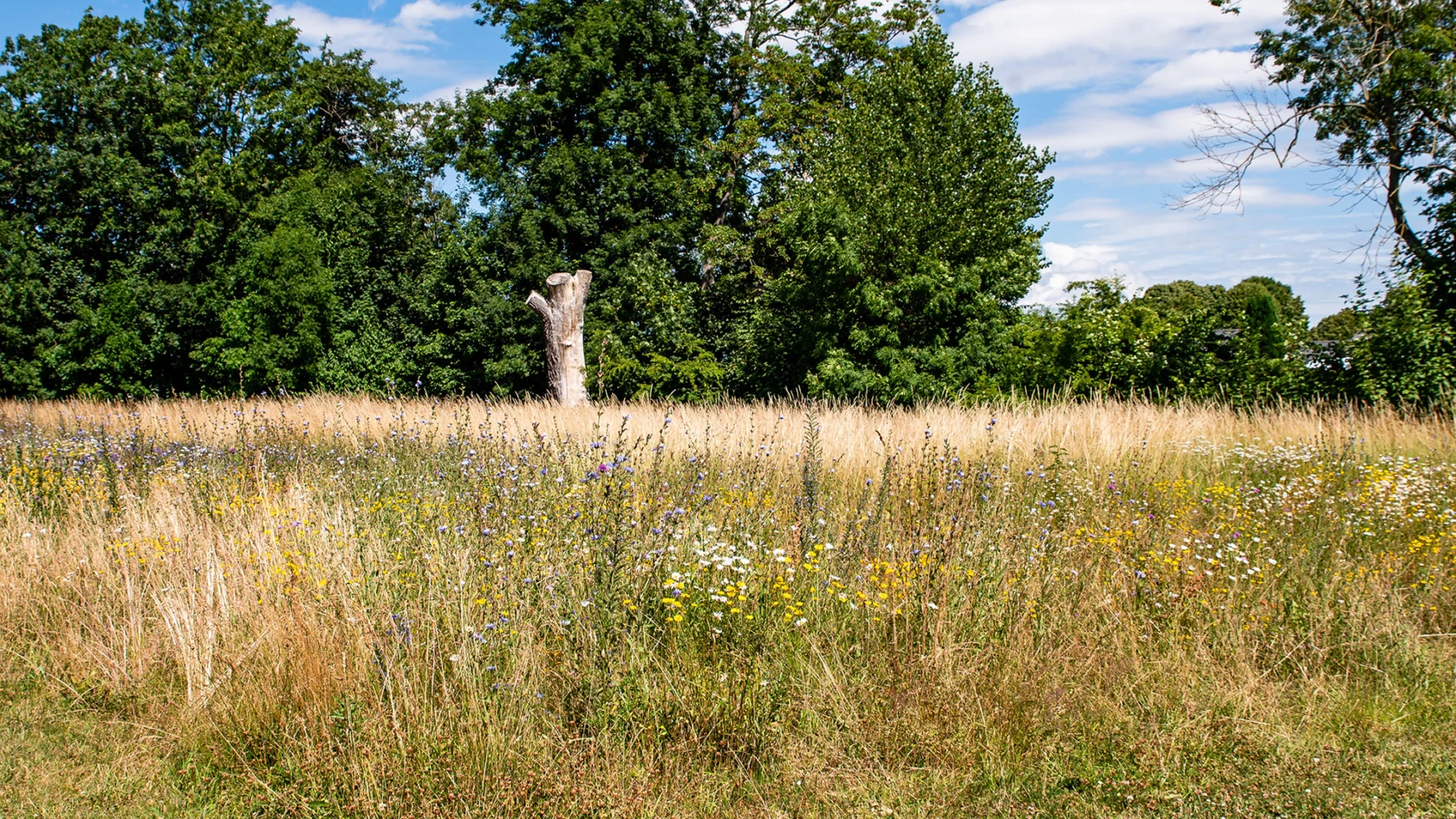 Äng och högstubbe, klimatskolan om biologisk mångfald