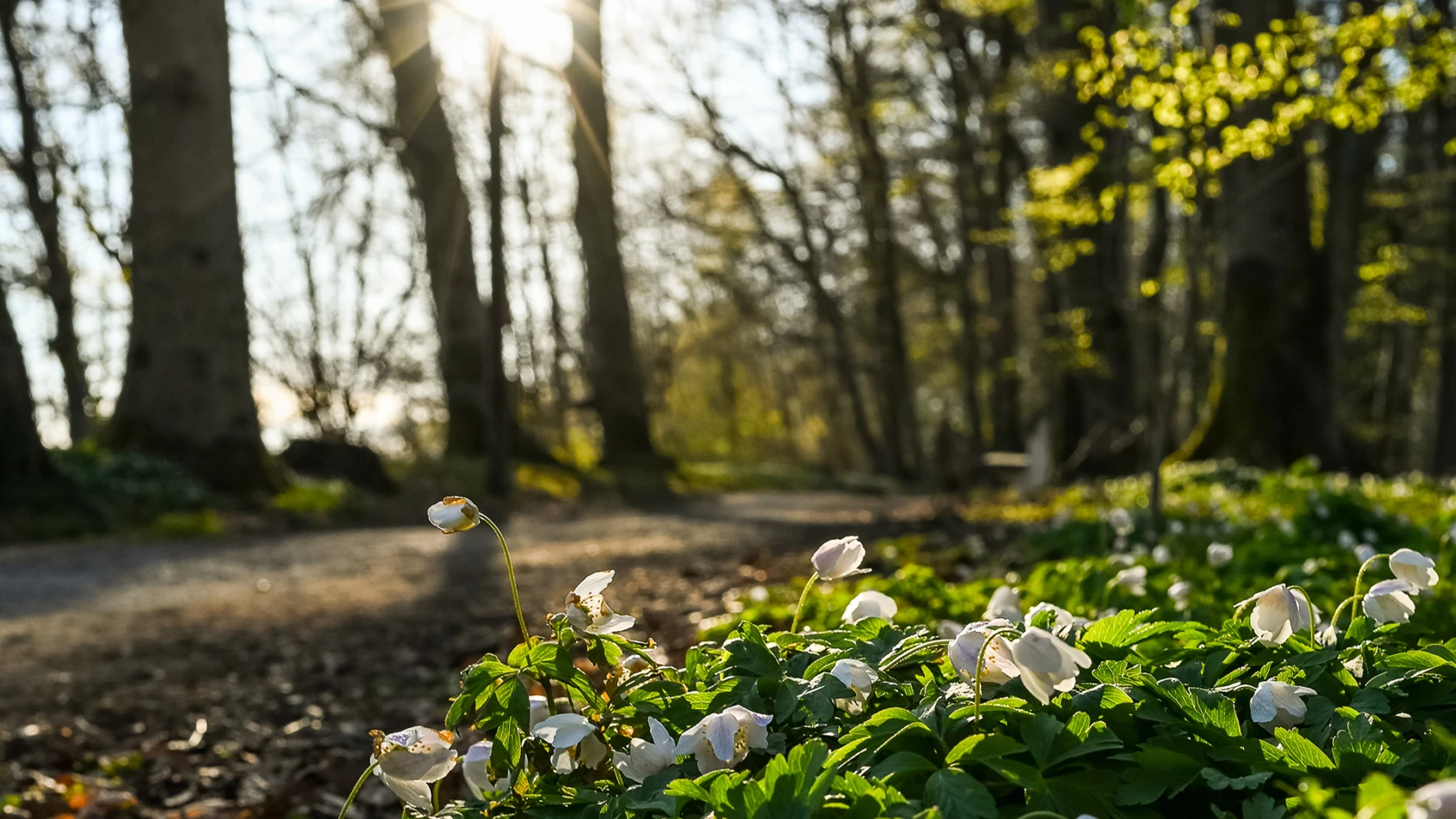 Vitsippor i naturreservatet Pålsjö skog