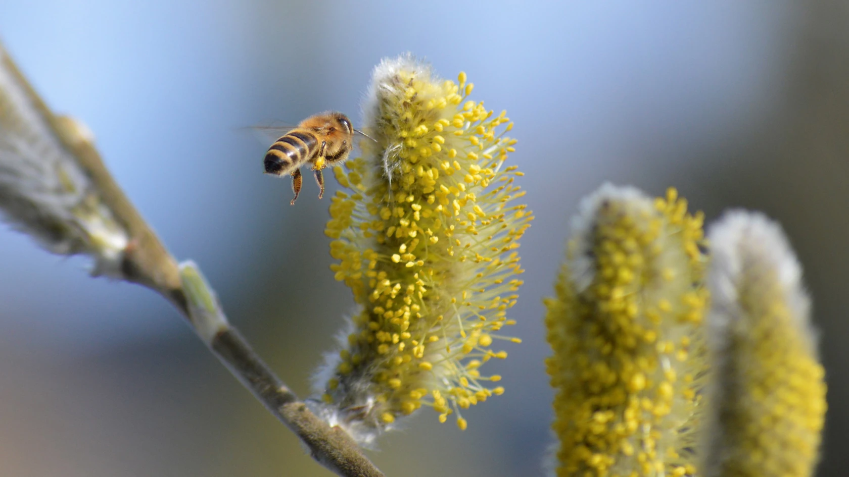 Bi och videung, klimatskolan om biologisk mångfald